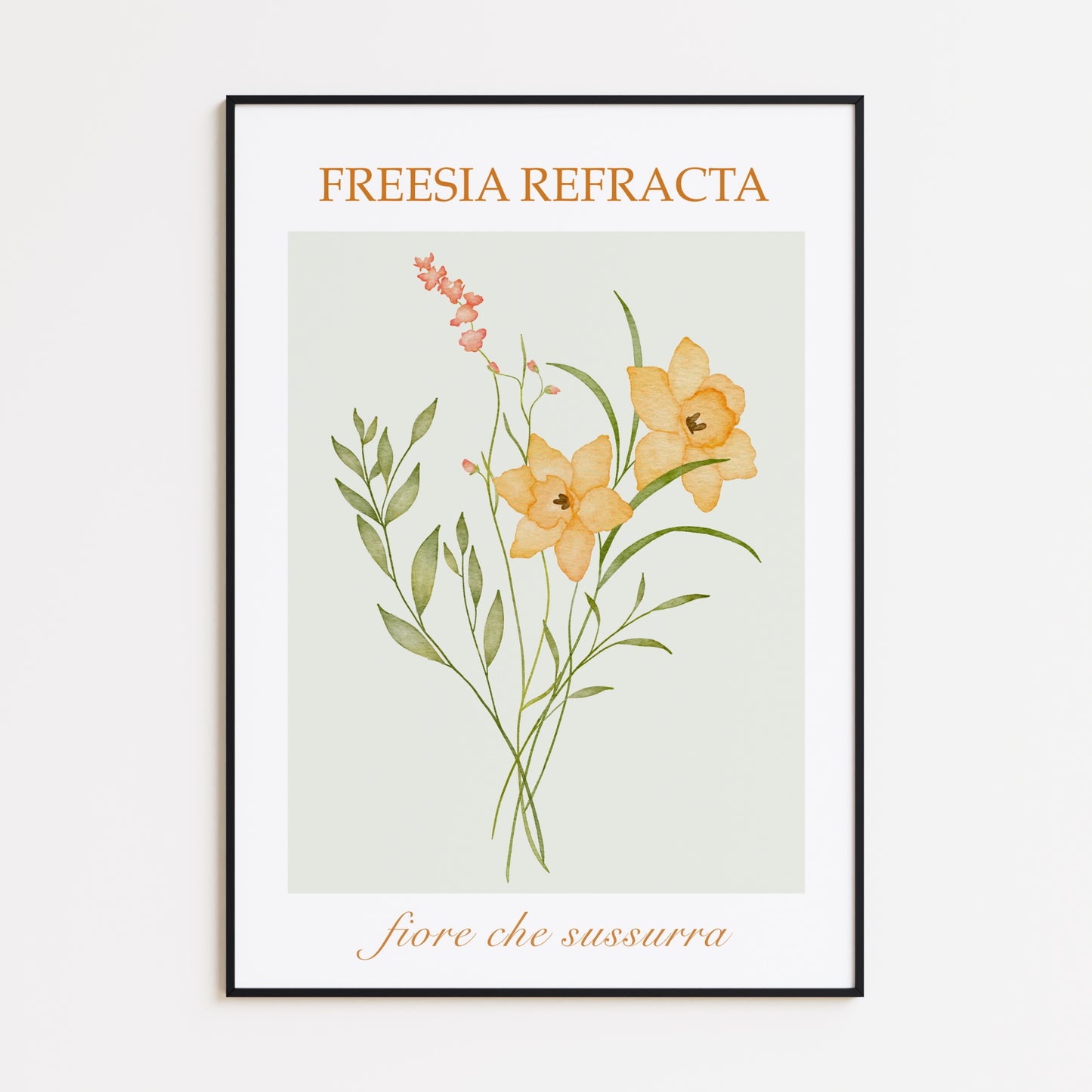 Freesia Refracta Poster