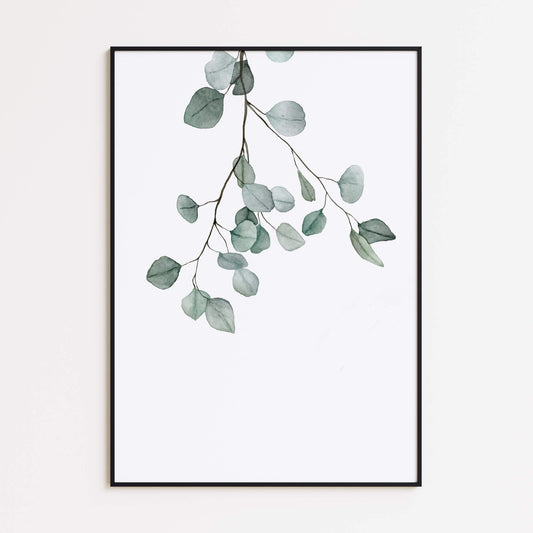 Eukalyptuszweig Aquarell Poster